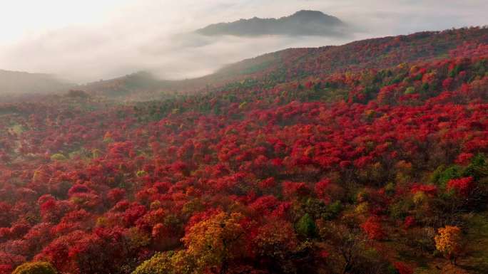 秋天五花山吉林东北秋景日出云海云雾逆光