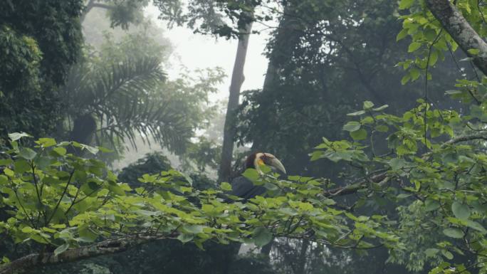 雨中花冠皱盔犀鸟
