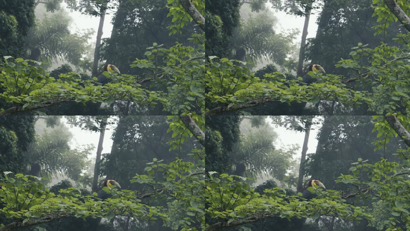 雨中花冠皱盔犀鸟