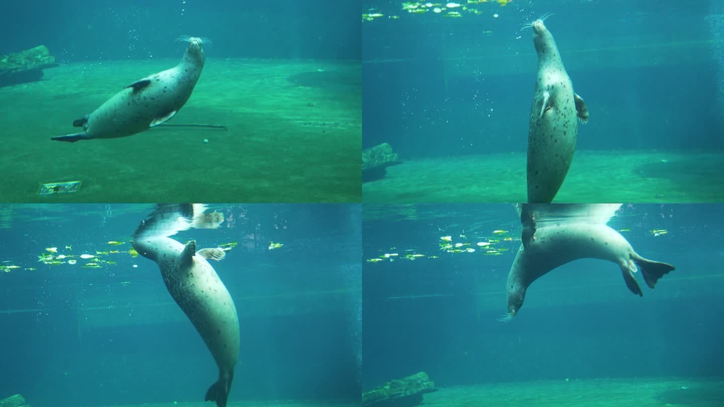 海狗在水下游泳摄影
