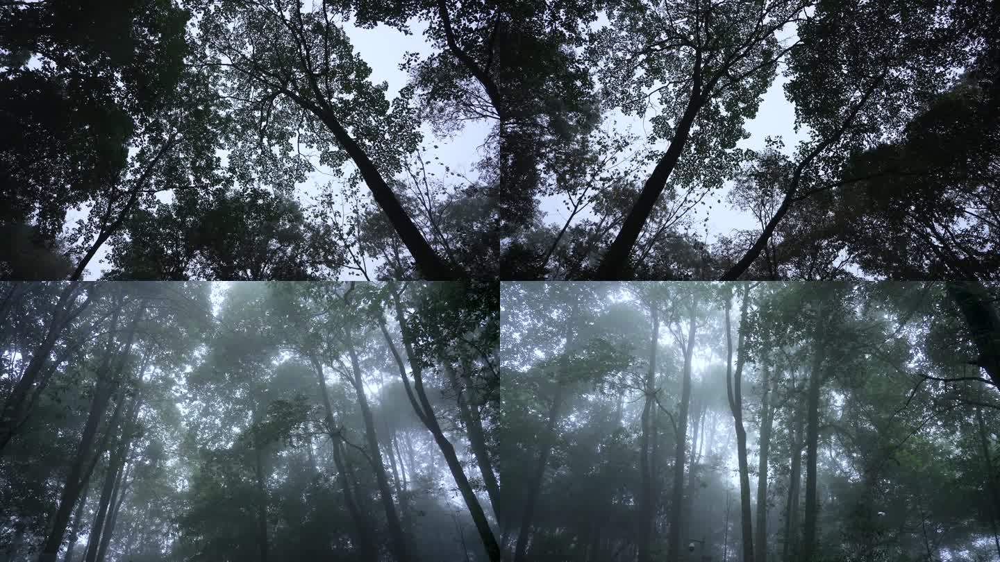雾中森林
