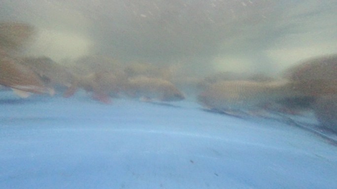 水下黄河鲤鱼游动gopro拍摄4k
