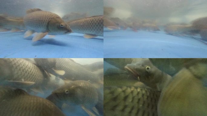水下黄河鲤鱼游动gopro拍摄4k