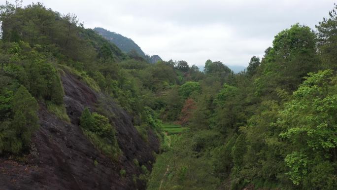 航拍武夷山茶山