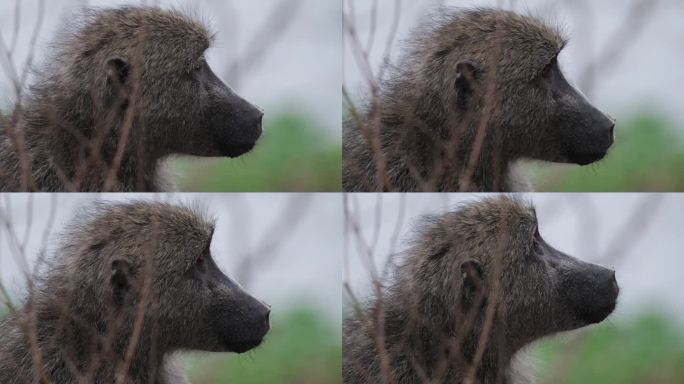 野生野生橄榄狒狒灵长类动物的特写镜头。