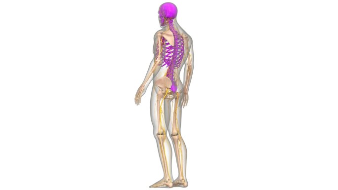 人体骨骼系统轴向骨骼解剖动画概念