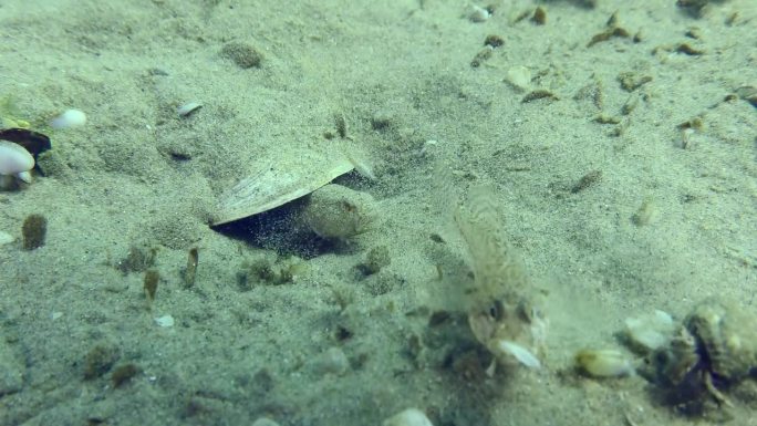 石纹虾虎鱼在沙底的繁殖。