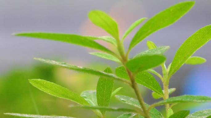 城市下暴雨下雨天雨水雨滴植物树叶子草木雨