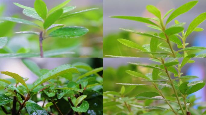 城市下暴雨下雨天雨水雨滴植物树叶子草木雨