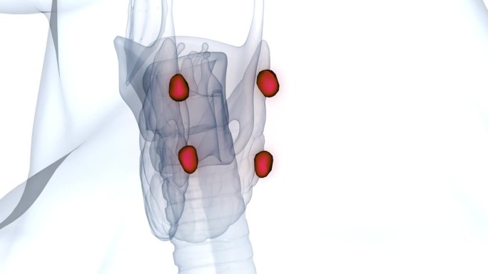 人体腺甲状旁腺解剖动画概念