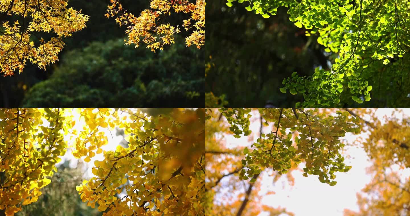 秋季阳光透过树叶