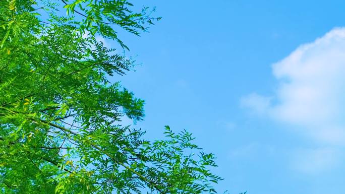 蓝天白云树木枝叶