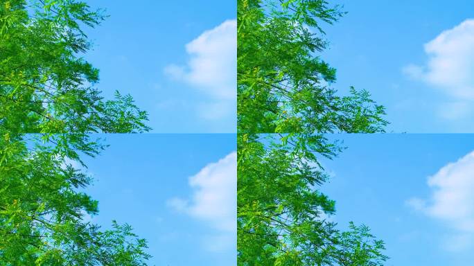 蓝天白云树木枝叶