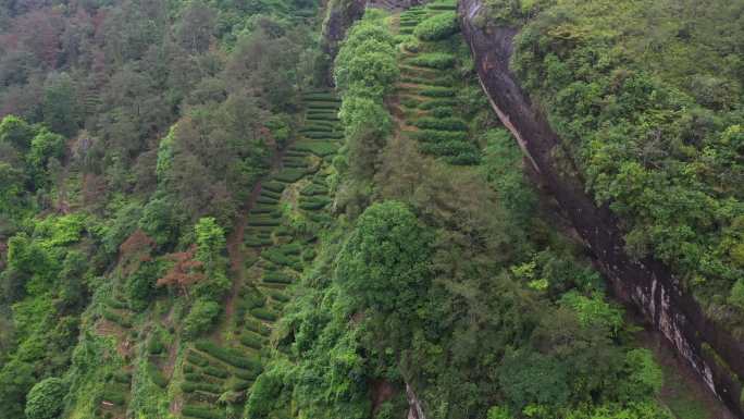 航拍武夷山茶山