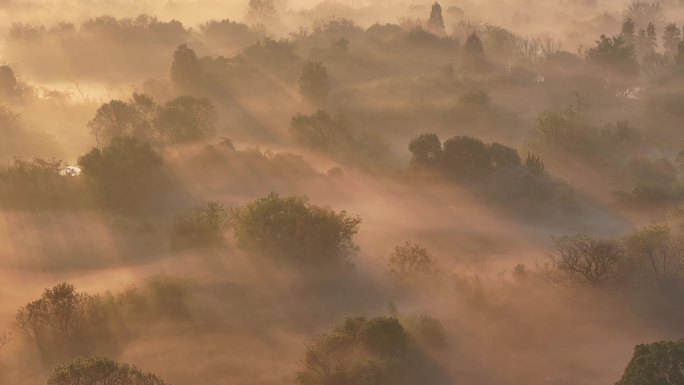 中国杭州西溪湿地云雾缭绕宛如仙境（合集）