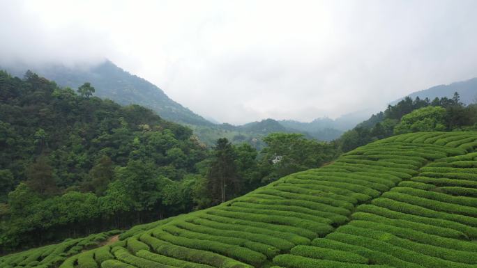 航拍武夷山茶山