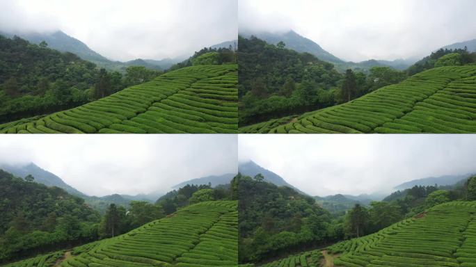 航拍武夷山茶山