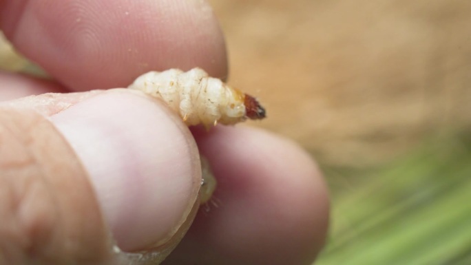 男性手指握住棕榈螟幼虫，欧洲的农业害虫，原产于南美洲