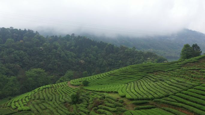 航拍武夷山茶山