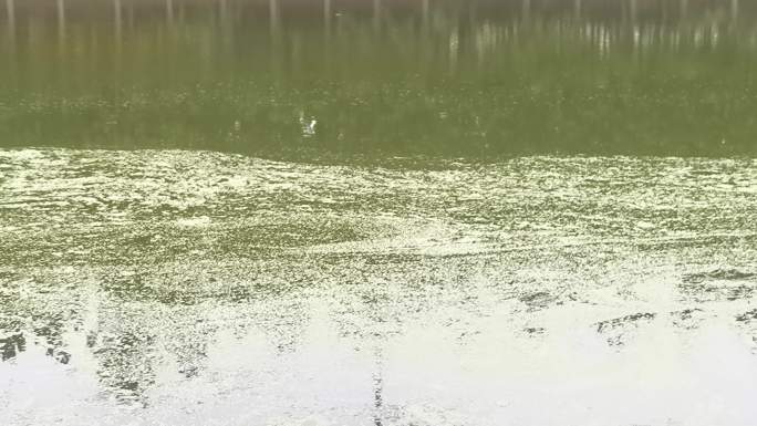 河水水体富营养化 水藻蓝藻水质污染