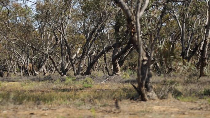 一只大鸸鹋妈妈带着她的孩子走过澳大利亚内陆的丛林。