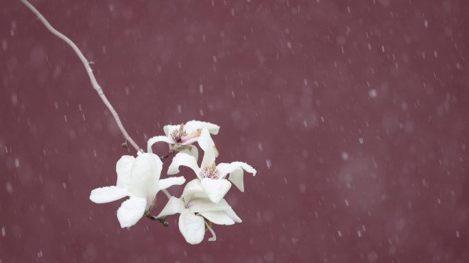 实拍北京宫墙春雪玉兰花飘雪