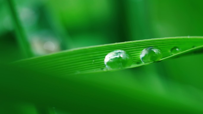 大自然水滴雨雨滴露珠树叶水珠露水