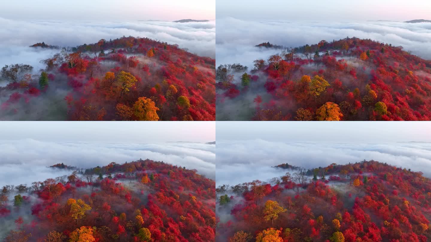 秋天五花山吉林东北秋景日出云海云雾逆光