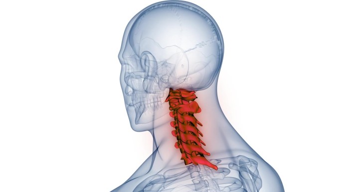 脊髓、脊柱、颈椎人体骨骼系统解剖动画概念