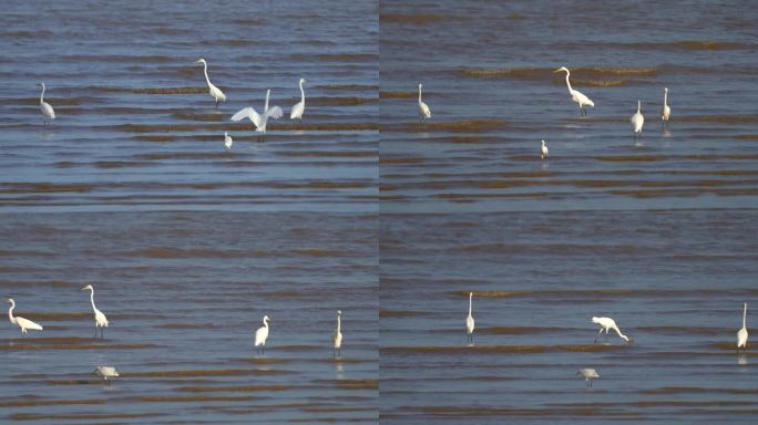 在水面激流中游走寻觅食物的白鹭鸟