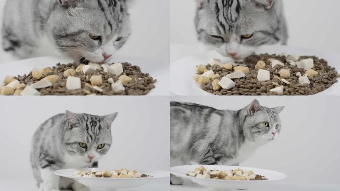 美国短毛猫吃猫粮