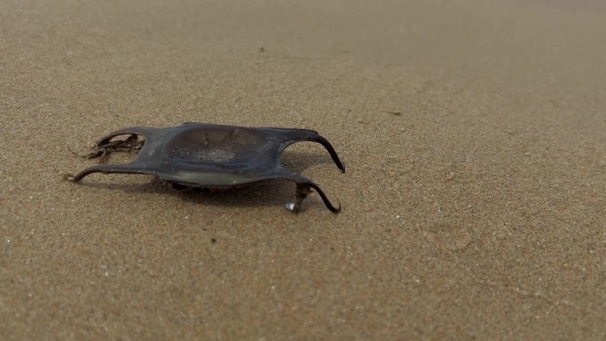 沙滩上罕见的黑鲨卵，海浪拍打着海岸。用于复制空间的沙子。放大