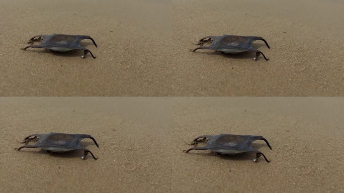 沙滩上罕见的黑鲨卵，海浪拍打着海岸。用于复制空间的沙子。放大