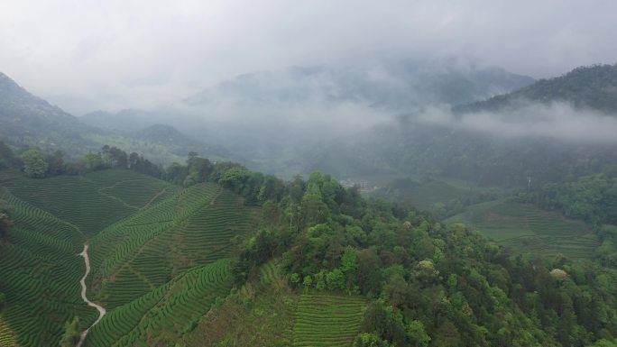 航拍武夷山茶山