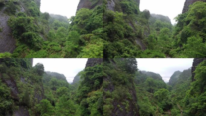 航拍武夷山茶山