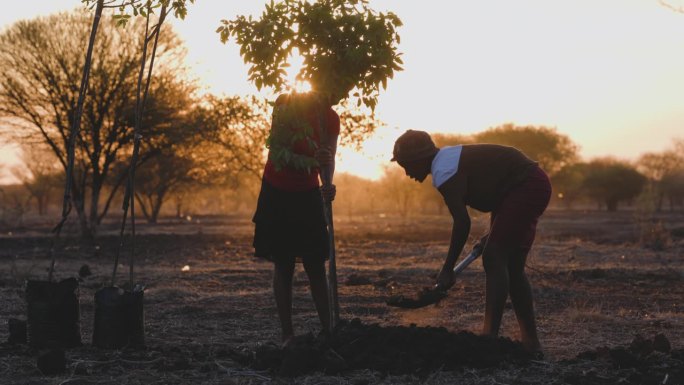 两名非洲黑人女农民正在植树，以应对非洲的气候变化和全球变暖。