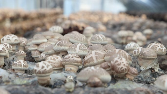 香菇生长 大棚香菇