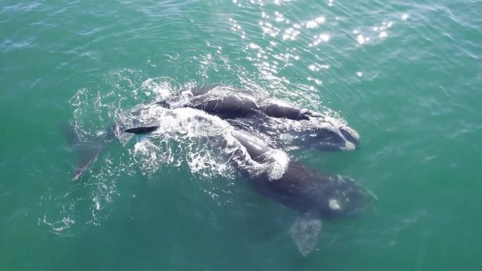 两只露脊鲸一起游泳，喷水，无人机拉回镜头，显示周围有大片海洋