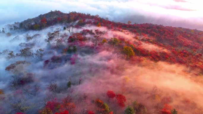 秋天五花山吉林东北秋景日出云海云雾逆光