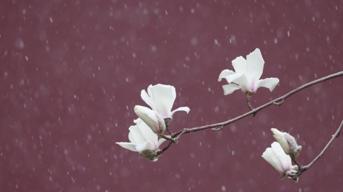 实拍北京宫墙玉兰花飘雪春雪