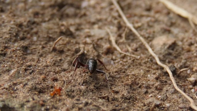 地下的蚂蚁