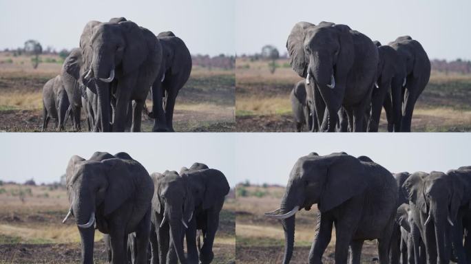一群非洲象在马赛马拉的大草原上散步