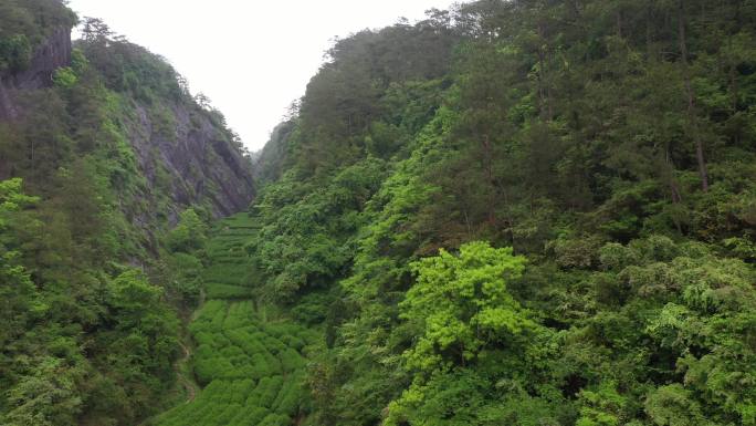 航拍武夷山茶山