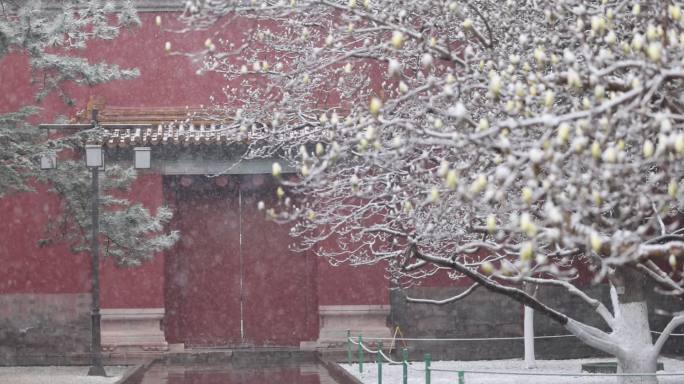 实拍北京太庙春雪玉兰花飘雪