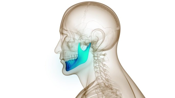 人类骨骼系统头骨骨骼部分下颌骨解剖动画概念