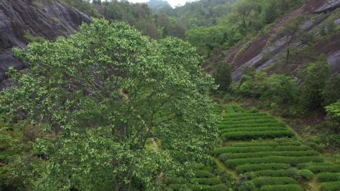 航拍武夷山茶山