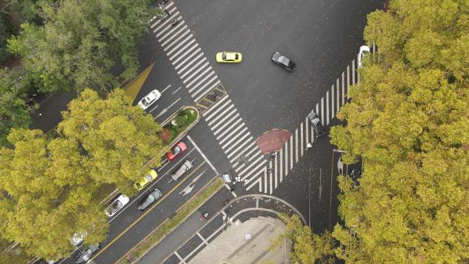 航拍南京梧桐大道