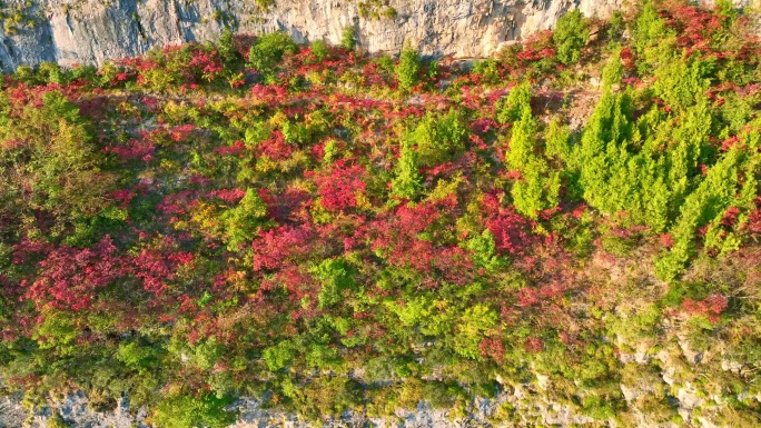 大气三峡红叶航拍