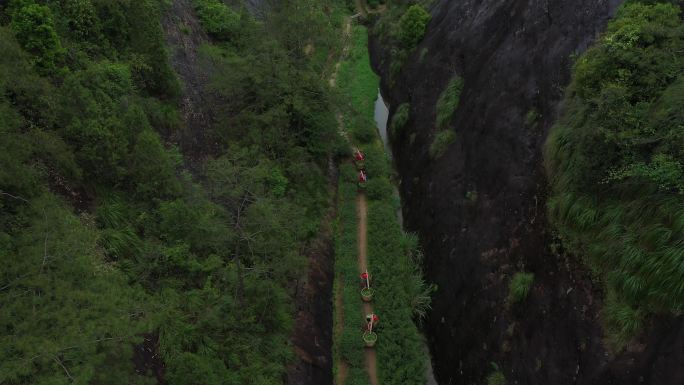 航拍武夷山茶山