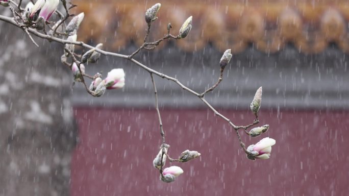 实拍北京宫墙玉兰花飘雪春雪